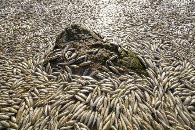 A view of thousands of dead fish covering the surface of the Ibn Najim marshes in Najaf's Hurriya district, Iraq on June 01, 2025 . The mass die-off, which caused a foul odor and alarm among locals, was attributed to oxygen depletion rather than poisoning, according to initial reports from the Najaf Environment Directorate. (Photo by Stringer/Anadolu via Getty Images)