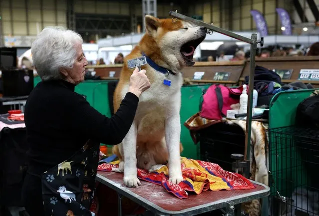 A dog owner prepares her Japanese Akita Inu for competing on the fourth day at the Crufts dog show in Birmingham, Britain on March 12, 2023. (Photo by Molly Darlington/Reuters)
