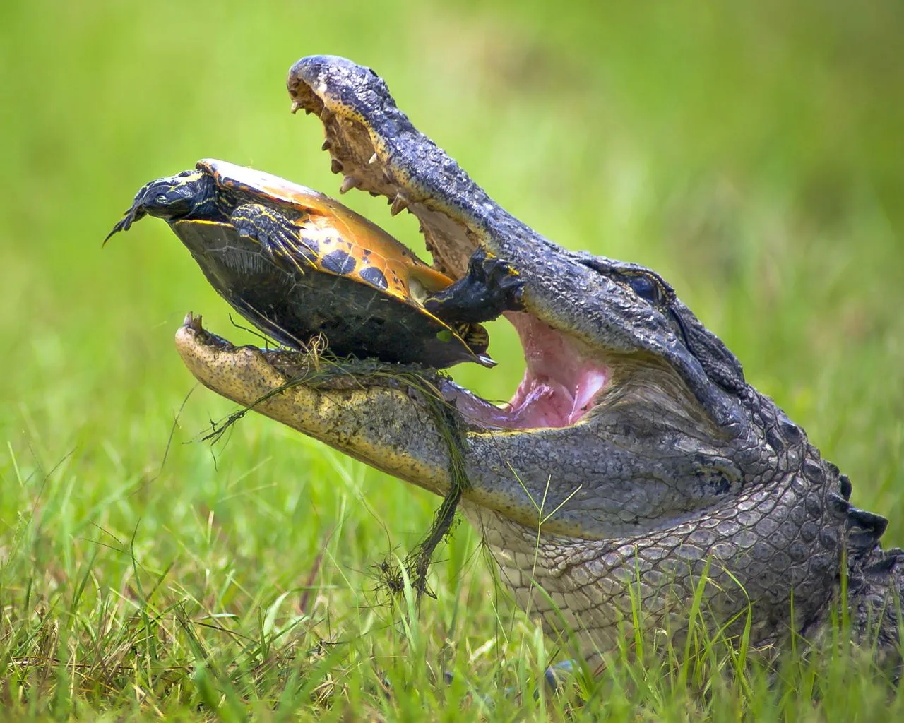 Зубы отсутствуют у черепах крокодилов. Крокодил и черепаха. Крокодил в природе.