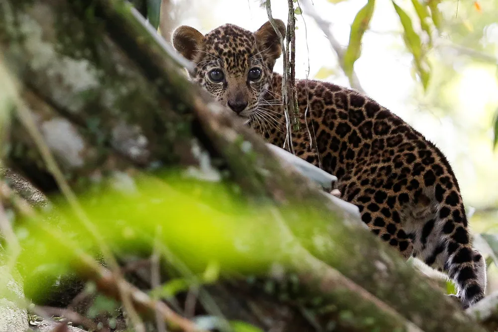 Brazil Jaguars