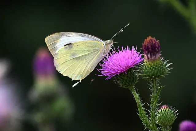 A a little “Cabbage White” (Pieris rapae) butterfly sits on a thistle flower in Niederaussem, western Germany, on July 16, 2022. (Photo by Ina Fassbender/AFP Photo)