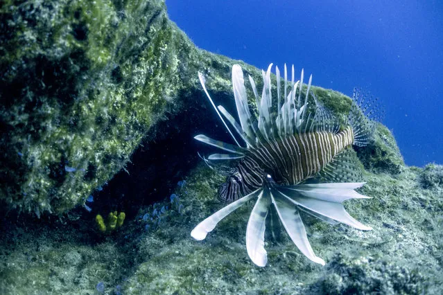 A lionfish is seen at the Table Top dive site off the coast of Capo Greko on January 15, 2018. After colonising parts of the Atlantic on the east coast of the United States and the Caribbean, lionfish are now invading the Mediterranean. The outbreak in the Mediterranean has scientists, fishermen and divers so worried that they have launched a campaign to reduce its numbers. (Photo by Emily Irving-Swift/AFP Photo)