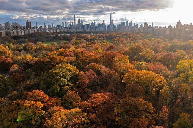 Fall foliage in full color is seen in New York City's Central Park during sunset, as vibrant red, orange, and yellow leaves blanket the park against the Manhattan skyline in the United States on November 13, 2025. (Photo by Lokman Vural Elibol/Anadolu via Getty Images)