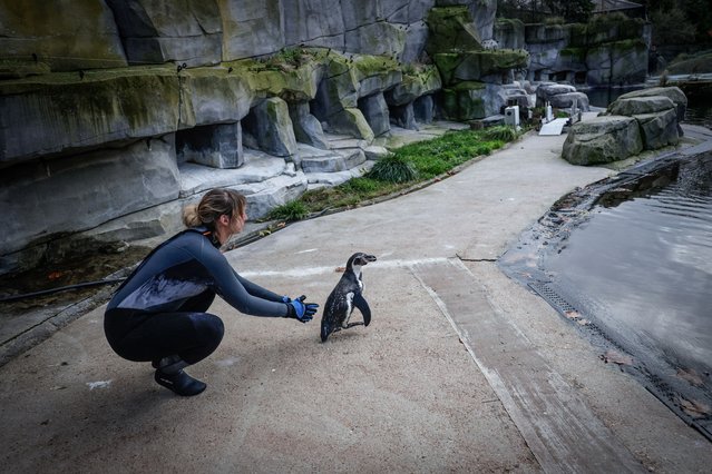 A Humboldt penguin is releasead after the vaccination against avian influenza at the Paris Vincennes Zoological Park in Paris, on December 2, 2025. (Photo by Stephane De Sakutin/AFP via Getty Images)