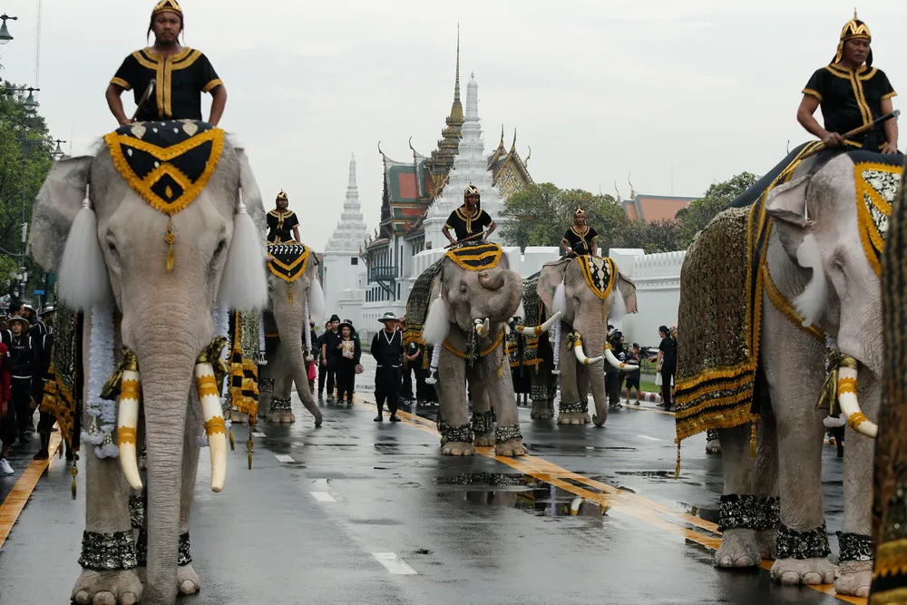 Elephants Pay Respects to King Bhumibol