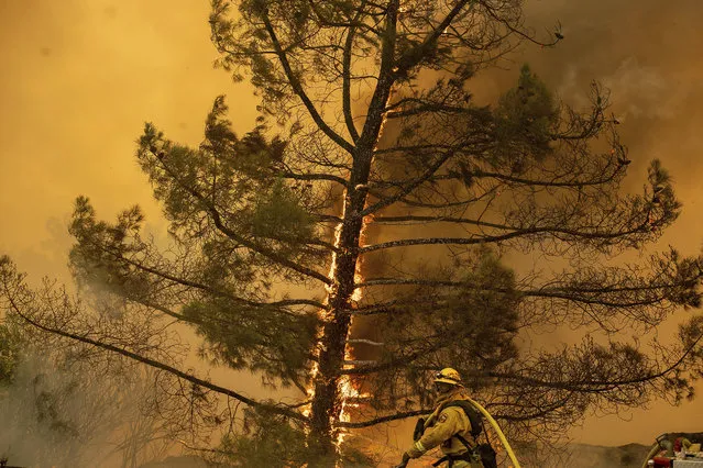 A firefighter scrambles to stop a wildfire as wind drives embers across Highway 20 near Clearlake Oaks, Calif., on Sunday, July 1, 2018. (Photo by Noah Berger/AP Photo)