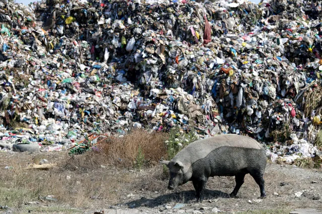 A pig is pictured in front of a pile of rubbish at a landfill of Porto Romano, around 1 kilometre away from the sea line, in Durres, Albania July 19, 2018. (Photo by Florion Goga/Reuters)
