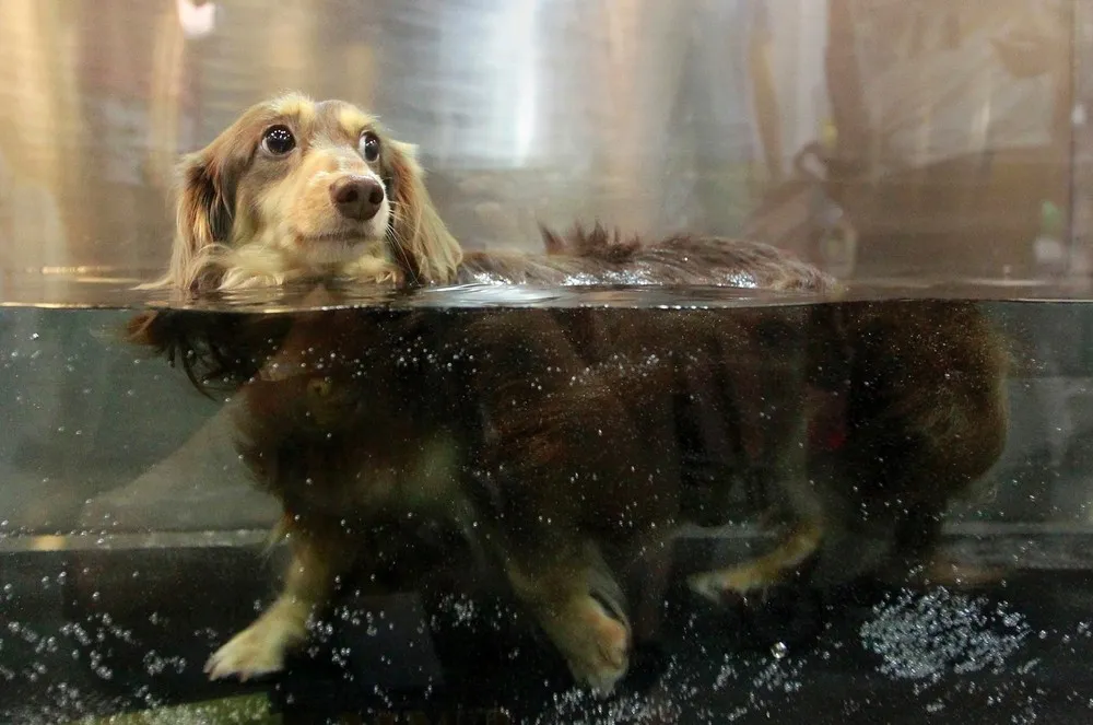 The Week in Pictures: Animals, July 27 – August 2, 2013 (30 Photos)