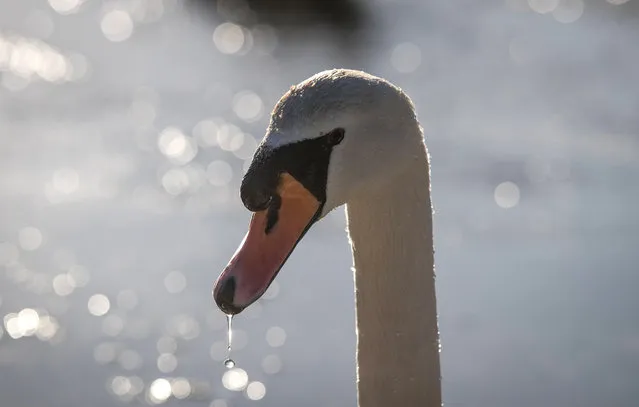 A swan drinks from a hole in the frozen lake in Warminster Lake Pleasure Grounds, as the country wakes up to sub-zero temperatures, on November 30, 2016 in Wiltshire, England. Sennybridge in Wales recorded the lowest temperature of the season overnight, with the Met Office reporting a low of -9.4C. (Photo by Matt Cardy/Getty Images)