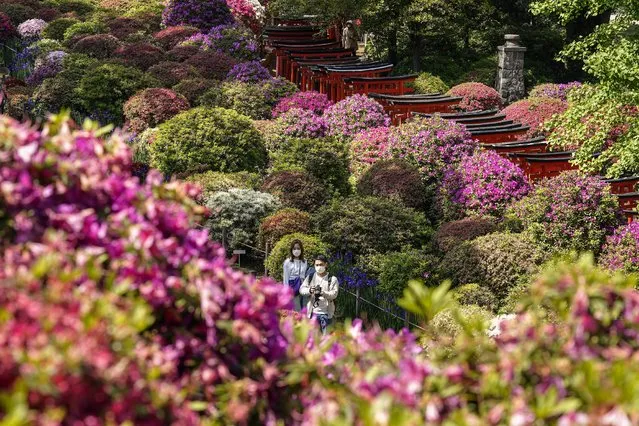 People enjoy azalea flowers at Nedu/Nezu Shrine garden in Tokyo, Japan, 19 April 2021. Azalea Flowers bloomed 10-14 days ahead of the usua​l date this year, experts claim climate change is the reason. (Photo by Kimimasa Mayama/EPA/EFE)