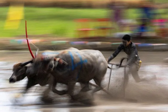 A Jockey competes in Chonburi's annual buffalo race festival, in Chonburi province, Thailand on July 24, 2022. (Photo by Athit Perawongmetha/Reuters)