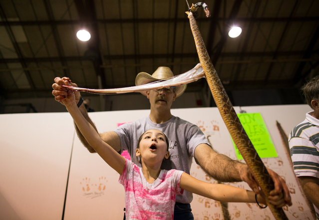 Makenna Thurman cleans and skins a rattlesnake at the Sweetwater Jaycees World's Largest Rattlesnake Roundup in Sweetwater, Texas on Friday, March 13, 2015. (Photo by Courtney Sacco/AP Photo/Odessa American)