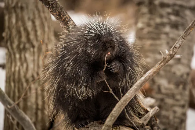 A New England porcupine chews on a twig for food in Vermont, US. (Photo by Paul Williams/Rex Features/Shutterstock)