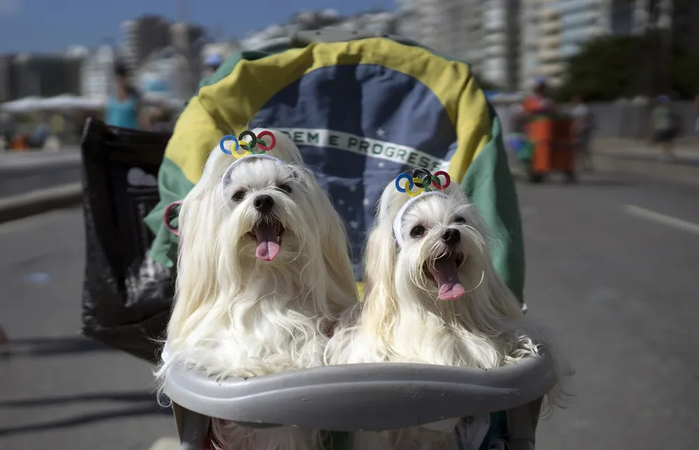 Pet Carnival in Brazil