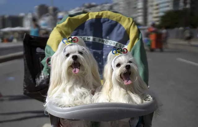 Dogs wearing Olympics ring headbands ride in a stroller at a carnival pet parade in Rio de Janeiro, Brazil, Sunday, January 31, 2016. (Photo by Leo Correa/AP Photo)