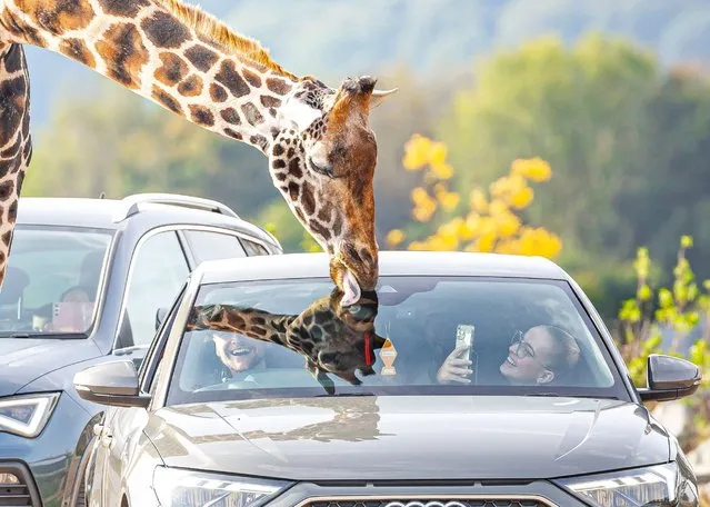Visitors to West Midlands Safari Park in Bewdley, UK on October 17, 2023 are enjoying the bright October sunshine ahead of the storms to come. A curious giraffe meets eye to eye with a car full of happy visitors while licking the car windscreen with his long tongue. (Photo by Lee Hudson/Alamy Live News)