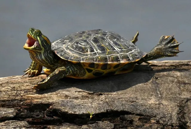 A turtle basks in the sun during the lazy days of summer at Huntley Meadows, a nature park in Alexandria VA on July 5, 2021. (Photo by Carol Guzy/ZUMA Wire/Rex Features/Shutterstock)