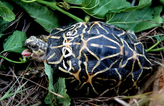 A rescued star tortoise, brought from Singapore, being kept at Bannergatta National Park in Bangalore, India on 27 November 2018. Reports state that over 50 Indian Star Tortoises were rescued in a repatriation mission launched by Wildlife SOS India and Animal Concerns Research and Education Society Singapore (ACRES) and they were brought to India from where they were originally smuggled from and sold into Singapore as victims of illegal wildlife trafficking. (Photo by Jagadeesh N.V./EPA/EFE)