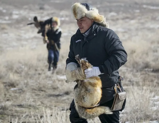 A hunter carries a fox caught by tamed golden eagle during the traditional hunting contest outside the village of Nura, east from Almaty, Kazakhstan, February 13, 2016. (Photo by Shamil Zhumatov/Reuters)