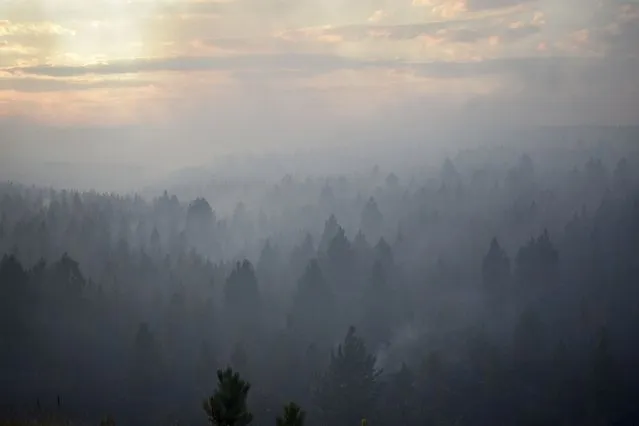 Smoke from a wildfire obscures a stand of trees on the Northern Cheyenne Indian Reservation, Wednesday, August 11, 2021, near Ashland, Mont. In southeastern Montana, communities in and around the Northern Cheyenne Indian Reservation were ordered to evacuate as the Richard Spring Fire grew amid erratic winds. (Photo by Matthew Brown/AP Photo)