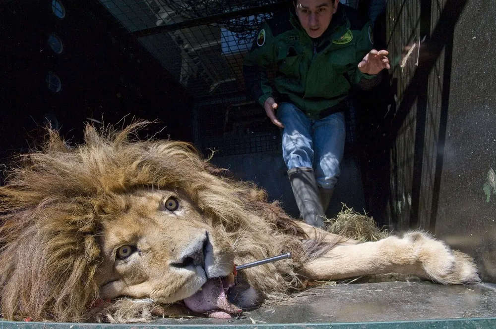 The Week in Pictures: Animals, April 4 – April 10, 2015