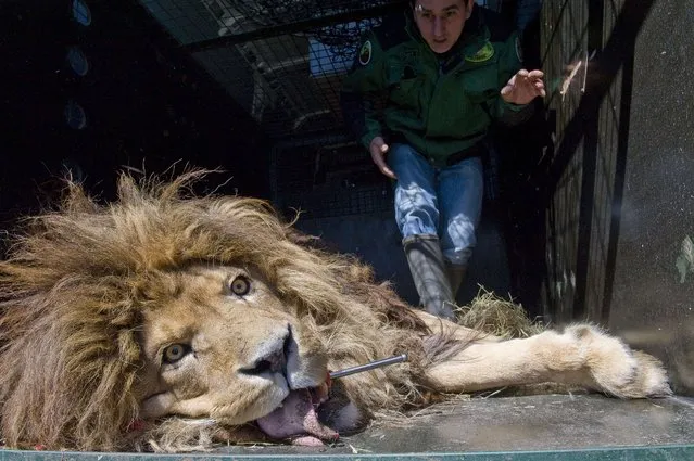 A man stands next to a lion which was anaesthetized in a truck in Champetieres during the evacuation of over 160 animals from the Bouy zoo which is in compulsory liquidation and whose owner was jailed for international trafficking of protected species by an organized gang, on April 9, 2015. (Photo by Thierry Zoccolan/AFP Photo)