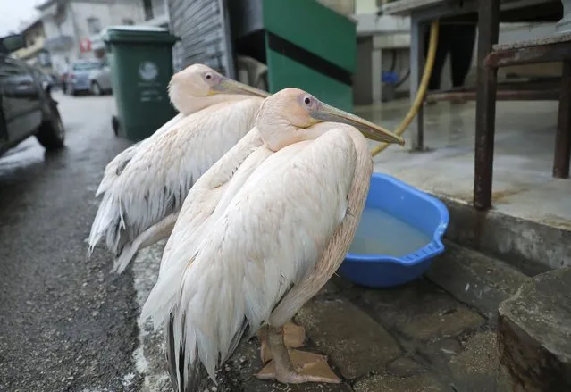 Two pelicans wait outside a fish shop to be fed in Okaibe, south of Halat, north of the capital Beirut on January 16, 2019. (Photo by Joseph Eid/AFP Photo)