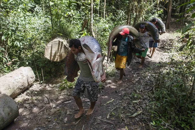 Villagers from the Rumao Island community carry part of their catch of arapaima or pirarucu, the largest freshwater fish species in South America and one of the largest in the world, after fishing in a branch of the Solimoes river, one of the main tributaries of the Amazon, in the Mamiraua nature reserve near Fonte Boa, about 600 km (373 miles) west of Manaus, November 25, 2013. (Photo by Bruno Kelly/Reuters)