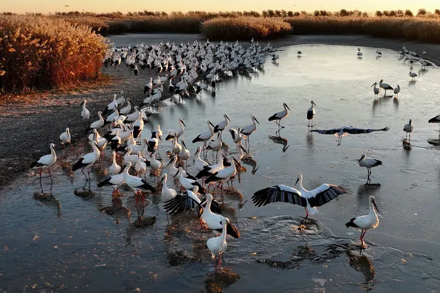 This aerial photo taken on November 25, 2023 shows a flock of oriental white storks foraging at a wetland in Tangshan, north China's Hebei Province. Coastal wetlands in the city of Tangshan are important habitats for migratory birds. (Photo by Xinhua News Agency/Rex Features/Shutterstock)