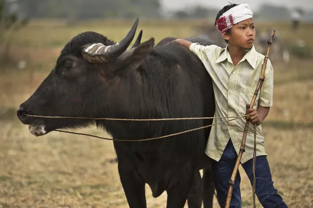 A buffalo owner Khirod Pator, 13, awaits the turn for his buffalo to participate in a traditional buffalo fight held as part of festivities to mark Magh Bihu at Ahotguri, about 80 kilometers (50 miles) east of in Gauhati, India, Friday, January 27, 2017. Magh Bihu is the harvest festival of north eastern Assam state and is observed in the Assamese month of Magh, that coincides with January. (Photo by Anupam Nath/AP Photo)