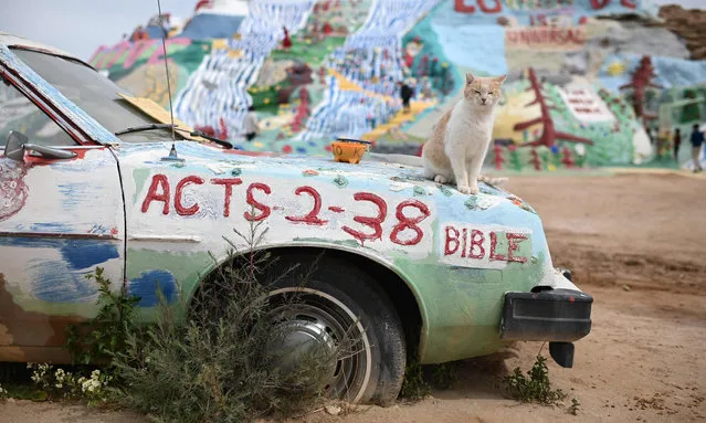 A cat sits on a painted car at Salvation Mountain, a hillside covered with Biblical messages and symbols built over a thirty-year period by outsider artist and Vermont native Leonard Knight, in Slab City, California, about 50 miles (80km) north of the US border with Mexico, on March 10, 2019. In 2002 the Folk Art Society of America declared the 150 foot (46 meter)-wide hill in the Sonoran desert a national folk art shrine. Knight, who passed away in 2011 at the age of 82, used adobe and straw and thousands of gallons of donated and found paint to decorate it with religious scriptures as well as flowers, trees, waterfalls, suns, and bluebirds, with “Love” as his overarching theme. (Photo by Robyn Beck/AFP Photo)