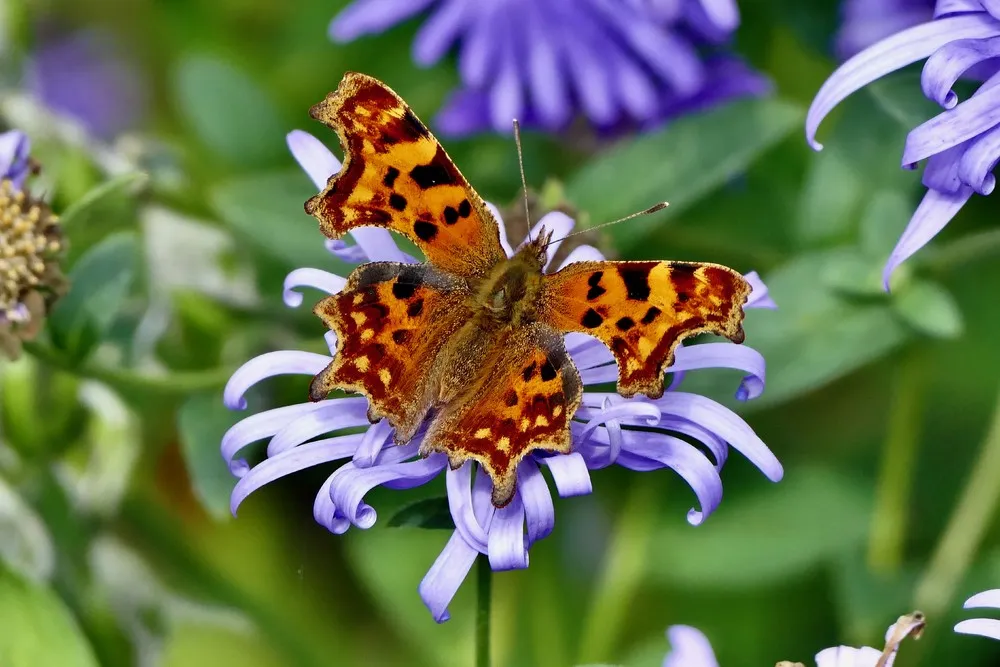 Some Photos: Insects