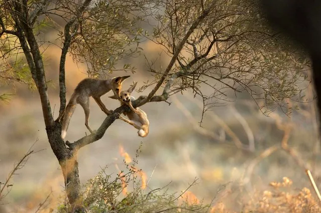 This fox seems to be doing a pull-up in a tree as it clings tightly to a branch. The fox struggles to hold its own body weight as it tries to pull itself up onto the branch. After attempting to pull itself up to safety, the animal is resigned to defeat and falls 4ft onto the ground. Software engineer Alex Geifman from Lod, Israel, travelled to the Ben Shemen Forest near Gimzo in his home country to take photographs of the foxes in the tree. (Photo by Alex Geifman/Solent News/SIPA Press)