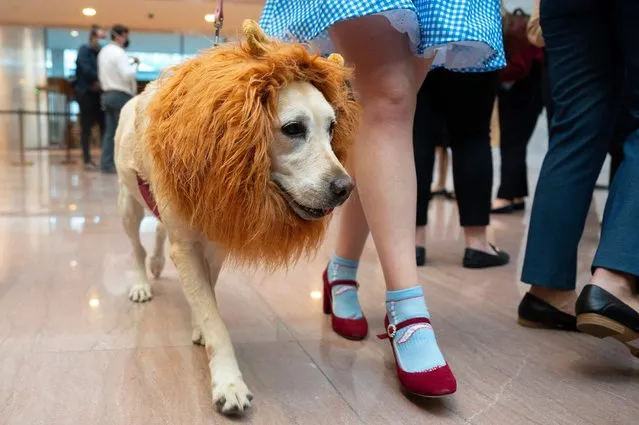 A woman dressed as the Wizard of Oz’s Dorothy walks her dog dressed as the Cowardly Lion as they attend the annual Congressional Dog Costume Parade on Capitol Hill in Washington, DC, on October 27, 2021. (Photo by Jim Watson/AFP Photo)