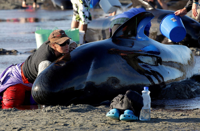 Volunteers attend to some of the hundreds of stranded pilot whales still alive after one of the country's largest recorded mass whale stranding, in Golden Bay, at the top of New Zealand's South Island, February 10, 2017. (Photo by Anthony Phelps/Reuters)