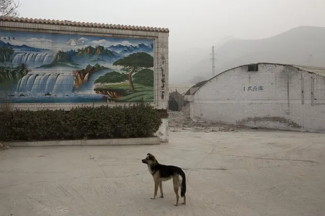 A watchdog stands in front of a wall with a mosaic scenic painting at a cement plant on a severely polluted day in Shijiazhuang, in northern China's Hebei province, Wednesday, February 26, 2014. The meteorological center said moderate or severe pollution had persisted in northern China since Thursday, and that it was particularly serious in Beijing and its surrounding area. It forecast that the pollution would continue in parts of eastern, northern and central China until Wednesday evening, when precipitation and wind should help to disperse it. (Photo by Alexander F. Yuan/AP Photo)