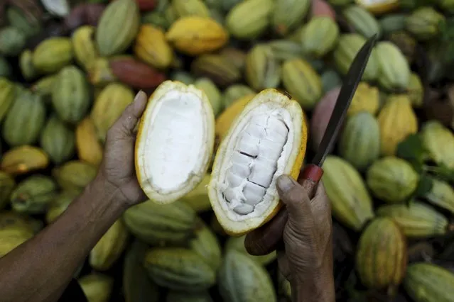 A farmer shows the inside of a cocoa fruit during harvest at a plantation in Gantarang Keke Village, South Sulawesi, Indonesia, May 8, 2015. (Photo by Yusuf Ahmad/Reuters)