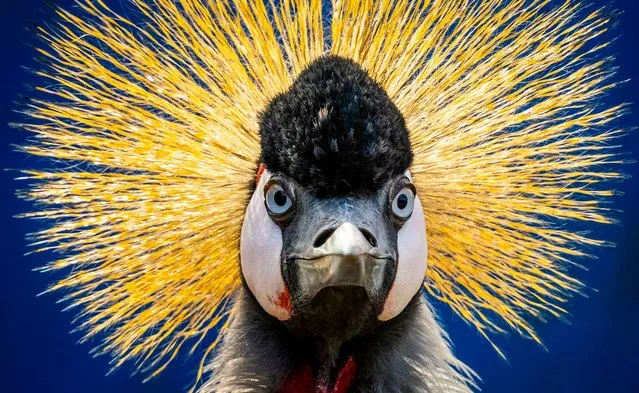 Spring sunshine illuminates the crest of a grey crowned crane at the Bird Gardens Scotland in the Scottish Borders, UK in the second decade of March 2023. The 3ft-tall bird is far from home: it is the national bird of Uganda. (Photo by Phil Wilkinson/The Guardian)