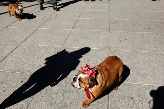 An English Bulldogs wearing a bow looks on after a parade where more than 900 English Bulldogs participate to set the Guinness World Records for the largest Bulldog walk in Mexico City, Mexico February 26, 2017. (Photo by Carlos Jasso/Reuters)