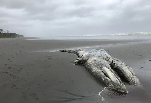 In this photo taken May 24, 2019, the carcass of a gray whale lies where it washed up on the coast of Washington's Olympic Peninsula, just north of Kalaloch Campground in Olympic National Park. Federal scientists on Friday, May 31 opened an investigation into what is causing a spike in gray whale deaths along the West Coast this year. So far, about 70 whales have stranded on the coasts of Washington, Oregon, Alaska and California, the most since 2000. (Photo by Gene Johnson/AP Photo)