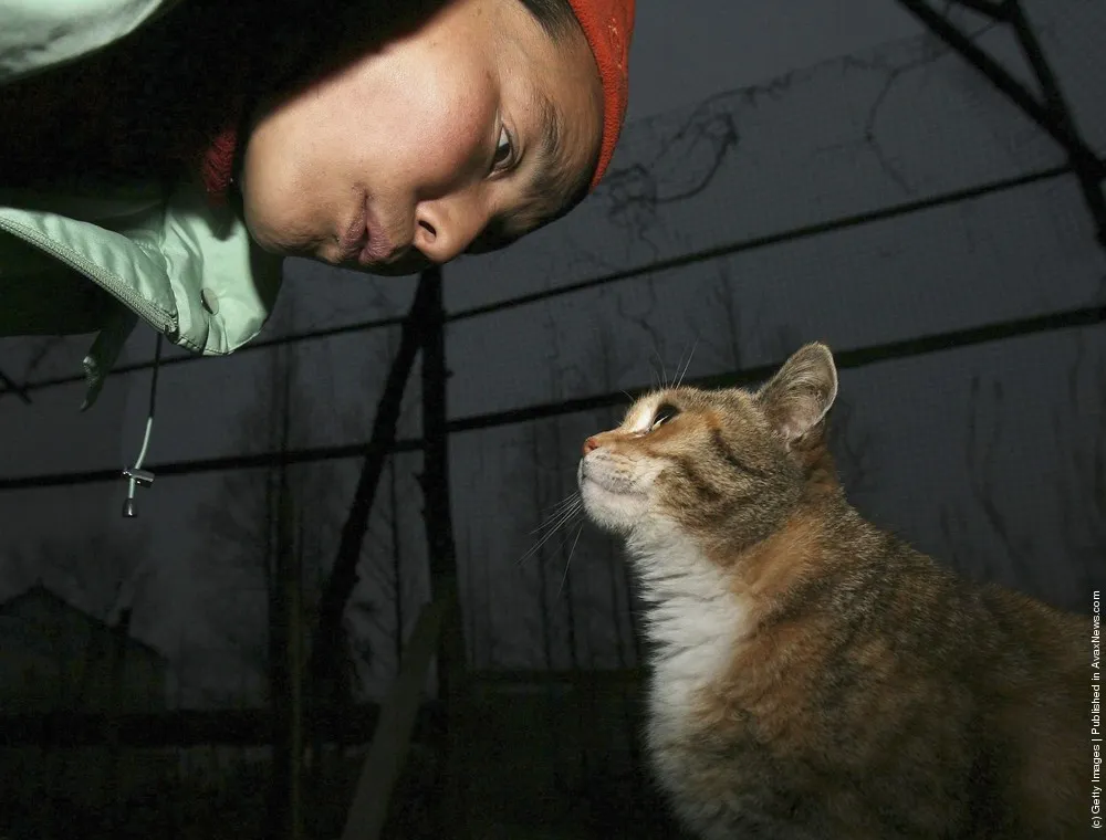 Animal Lover Duo Zirong's Family And Their Adopted Cats