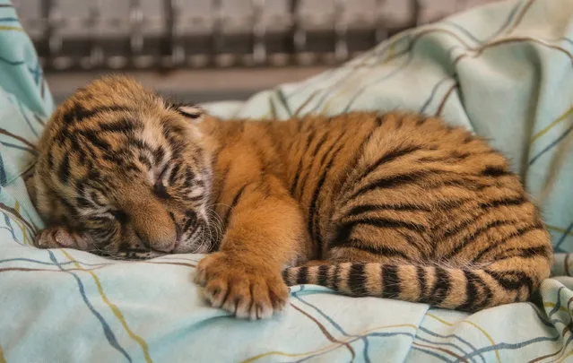 The Cincinnati Zoo & Botanical Garden's trio of two-week-old Malayan tiger cubs seen on February 28, 2017 in Cincinnati, Ohio. Theyre fed by nursery staff six times a day and have already graduated from two to three ounces per feeding, Mike Dulaney, the zoo's curator of mammals and the vice coordinator of the Malayan Tiger Species Survival Plan (SSP), said in a news release. (Photo by Animal Press/Barcroft Images)