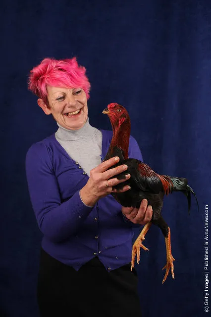 Tracey Gunning, from Sussex, holds her 8 month old Asian Hardfeather Malay Bantam Cockerel