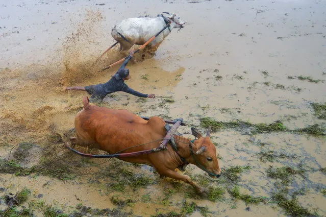 A jockey takes part in the Pacu Jawi, a traditional cow race held at a paddy field in Tanah Datar regency, West Sumatra province Indonesia, February 5, 2022. (Photo by Iggoy el Fitra/Antara Foto via Reuters)