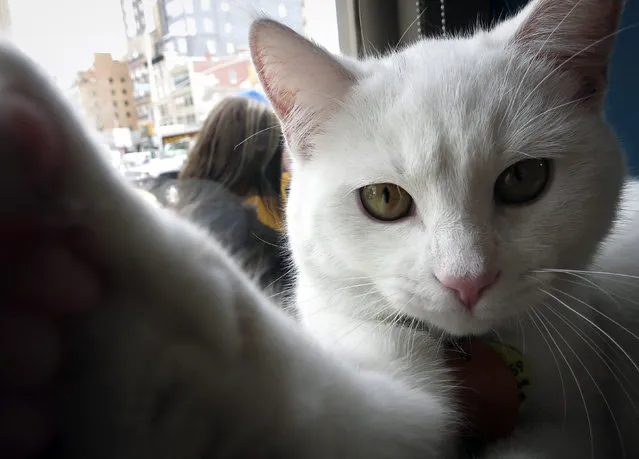 A cat is pictured sitting at the window of the cat cafe in New York April 23, 2014. The cat cafe is a pop-up promotional cafe that features cats and beverages in the Bowery section of Manhattan. (Photo by Carlo Allegri/Reuters)