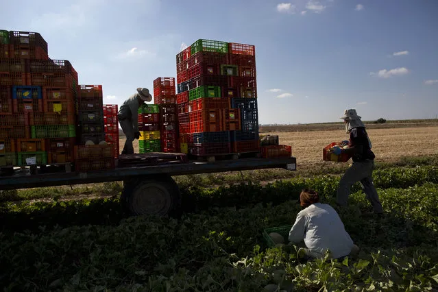In this Tuesday, June 30, 2015, photo, Thai workers collect melons in a field outside Kibbutz Nahal Oz on the border between Israel and Gaza. (Photo by Oded Balilty/AP Photo)