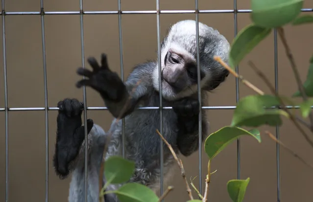 A new-born White-mantled Black Colobus tries to reach a leaf to eat in the warm weather at Ueno Zoo in Tokyo, Sunday, May 11, 2014. Tokyo enjoyed a sunny warm day with temperatures at approximately 26 Celsius (79 Fahrenheit). (Photo by Eugene Hoshiko/AP Photo)