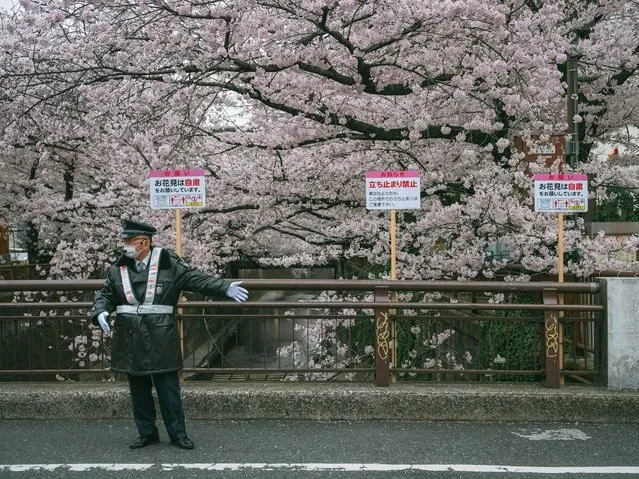A private guard asks people to not stop on a bridge to enjoy viewing of cherry blossoms in full bloom in Tokyo, Japan, 29 March 2022 while highest temperature in the Japanese capital rose to 19.0 degrees Celsius. Japan Meteorological Agency on 27 March 2022 declared full bloom of cherry blossoms in Tokyo and the bloom will spread northward. (Photo by Nicolas Datiche/SIPA Press/Rex Features/Shutterstock)