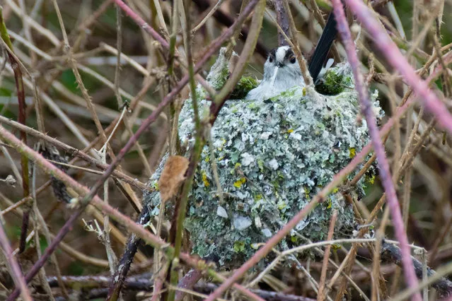 A long-tailed tit builds materials into its newly constructed nest in Hertfordshire, UK. (Photo by Andi Edwards/Alamy Stock Photo)