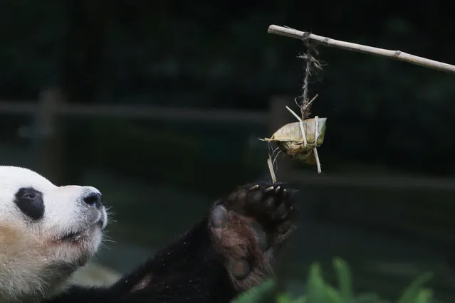 A giant panda reaches for food wrapped in the shape of a “zongzi”, or rice dumpling, offered by a zookeeper ahead of the Dragon Boat festival, at a zoo in Shenzhen, Guangdong province, China May 25, 2017. (Photo by Reuters/Stringer)